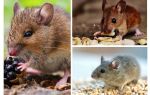 Què mengen els ratolins