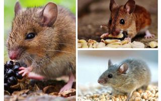 Ce mănâncă șoarecii