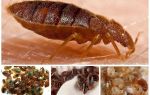 Gli scarafaggi mangiano insetti