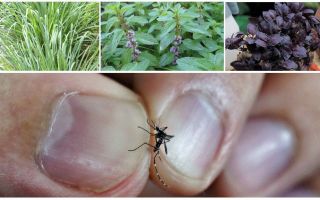 Hangi bitkiler sivrisinekleri savurur: çimen, ağaç ve çiçekler