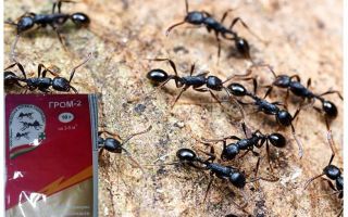 Betydar åska 2 från myror