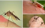 Per què els mosquits beuen sang?