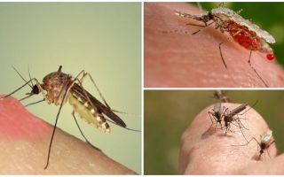 Varför dricker mygga blod