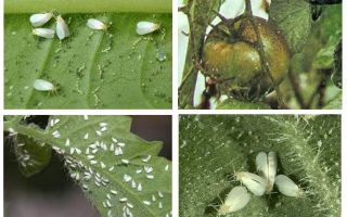 Metoder att hantera whitefly på tomater i växthuset