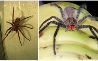 Spiderii din bananele din Rusia
