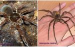 Mô tả và hình ảnh của những con nhện lớn nhất thế giới