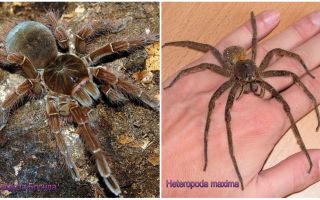 Descriere și fotografii ale celor mai mari păianjeni din lume