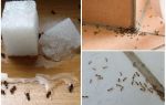 Hur bli av med myror i ett privat hus folkmekanismer