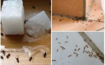 Jak se zbavit mravenců v soukromém domě lidových prostředků