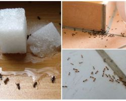 Come sbarazzarsi di formiche in una casa privata rimedi popolari
