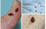 Điều gì và làm thế nào để điều trị phòng từ bedbugs