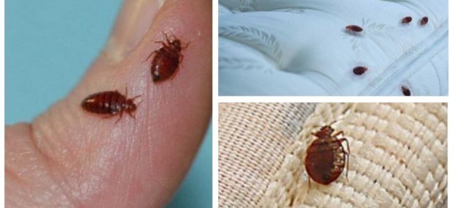 Hur bli av med bedbugs och kackerlackor