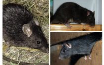 الفئران السوداء