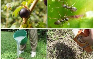 كيفية التعامل مع النمل والمن على الكشمش