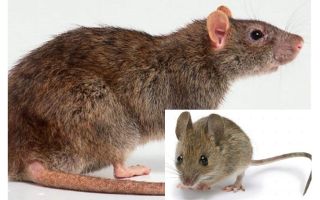 Wat is het verschil tussen een muis en een rat?