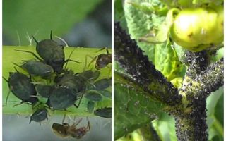 Как да се справяте с черните листни въшки на домати и краставици