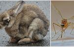 วิธีการประหยัดกระต่ายจากยุงบนถนนและในกระต่าย
