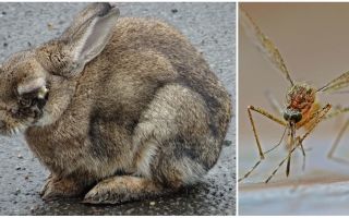 Hoe konijnen te redden van muggen op straat en in de konijnen