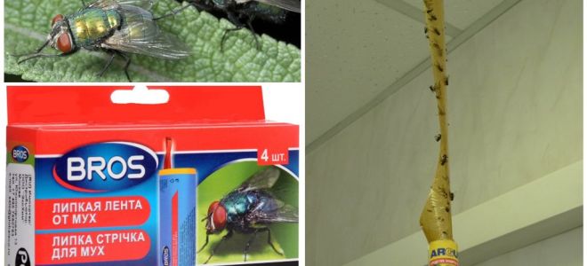 Magazin și remedii populare pentru muște