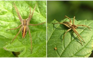 Beskrivning och bilder av spindlarna i Saratovregionen