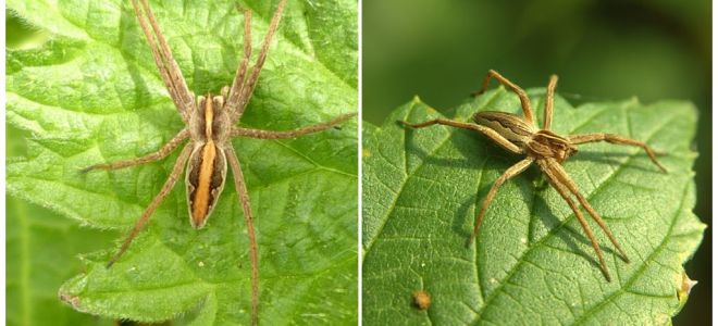 Description et photos des araignées de la région de Saratov