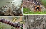 Beskrivning och foto av en larv och fjäril av den sibiriska silkesmasken