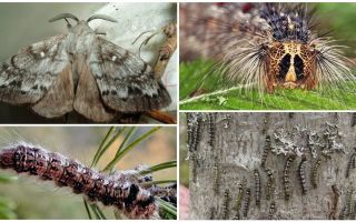 Bir tırtıl ve Sibirya ipekböceği kelebek açıklaması ve fotoğraf