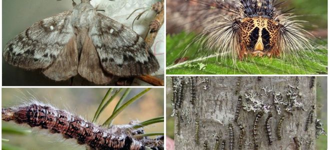 Bir tırtıl ve Sibirya ipekböceği kelebek açıklaması ve fotoğraf