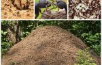 حياة النمل في عش النمل