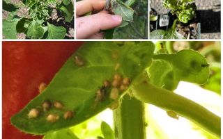 Wat en hoe om te gaan met bladluizen op peper in een kas en een open veld