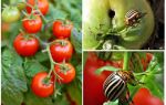 Как да обработваме домати от картофено бръмбарче на Колорадо