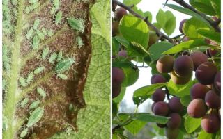 Hur och vad man ska bearbeta bladlus på plommon