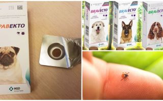 Tabletter Bravekto från fästingar till hundar