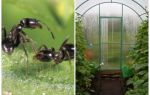Hur man hanterar myror i växthuset folkmedicin