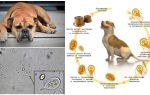 Symptom och behandling av Giardia hos hundar
