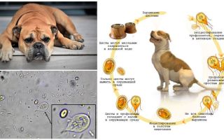 Symptomy a léčba Giardia u psů