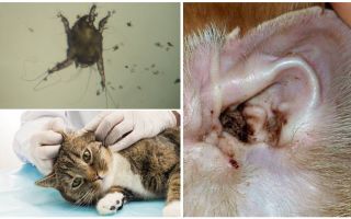 Kedilerde kulak akarlarının belirtileri ve tedavisi
