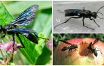 Beschrijving en foto van zwarte wespen