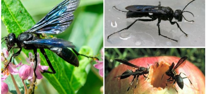 Descripció i foto de vespes negres
