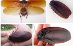 Kakkerlakken vliegen en hebben ze vleugels