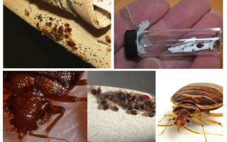 Waar bugs kunnen leven en kunnen ze verdwijnen