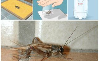 Bir apartman veya evden cırcır böcekleri nasıl çekilir