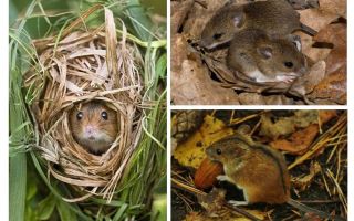 Șoareci de pădure