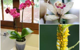 Come affrontare gli afidi sulle orchidee