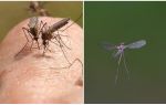 Muỗi tạo ra âm thanh gì