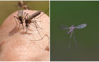 Ce sunet face un țânțar