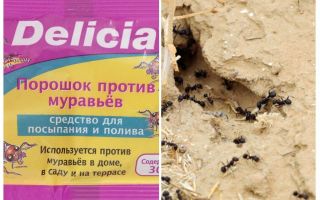 Mravenci Delicia Prášek