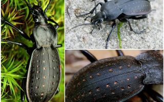 Черен смъртоносен бръмбар