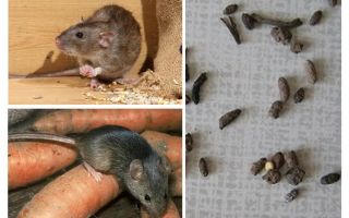 Özel bir evde sıçanlar ile nasıl başa çıkılır