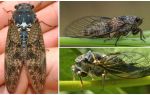 Descrizione e foto di mosche cicala